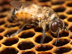 BEE KEEPING