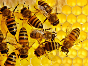 HONEY BEES