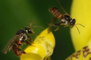 DAMMER BEES