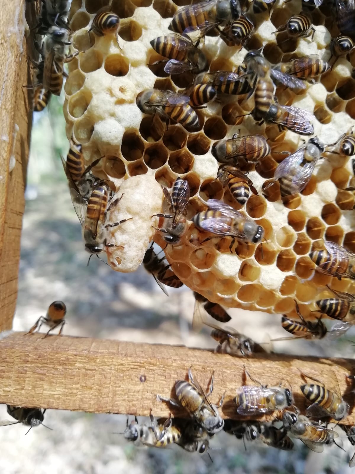 Bharath Honey